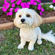 Jenny is registered to the contest to win money with this photo: dog, white_dog, curly_fur, grass, flowers, pink_flowers, outdoor, pet, animal, cute, sitting, garden, nature, canine, fur, small_dog, adorable, portrait, fluffy, daylight