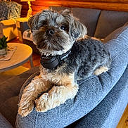 Ellie Mae joined the competition — help win amazing prizes! blue_couch, carpet, collar, couch, cozy, curious, dog, fluffy, furniture, home_decor, indoor, lamp, living_room, pet, plant, relaxed, small_dog, soft_lighting, table, wooden_wall