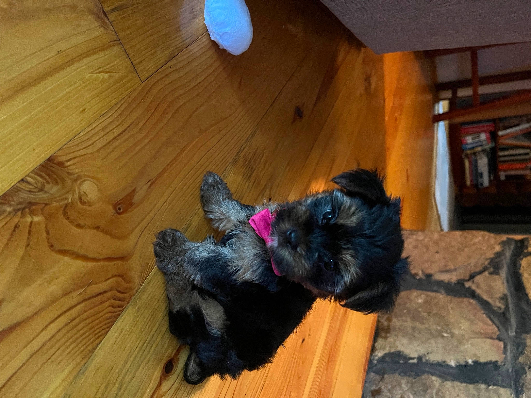 Ellie Mae is registered to the contest to win money with this photo: canidae, carnivore, companion_dog, dog, dog_breed, dog_supply, fawn, floor, flooring, fur, hardwood, laminate_flooring, mammal, plywood, sporting_group, tail, varnish, wood, wood_flooring, wood_stain