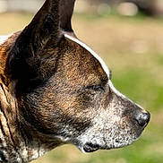 Jake is registered to the contest to win money with this photo: dog, close_up, profile, outdoor, sunlight, fur, ears, nose, animal, pet, calm, nature, brown, white, black, focus, peaceful, portrait, daytime, muzzle