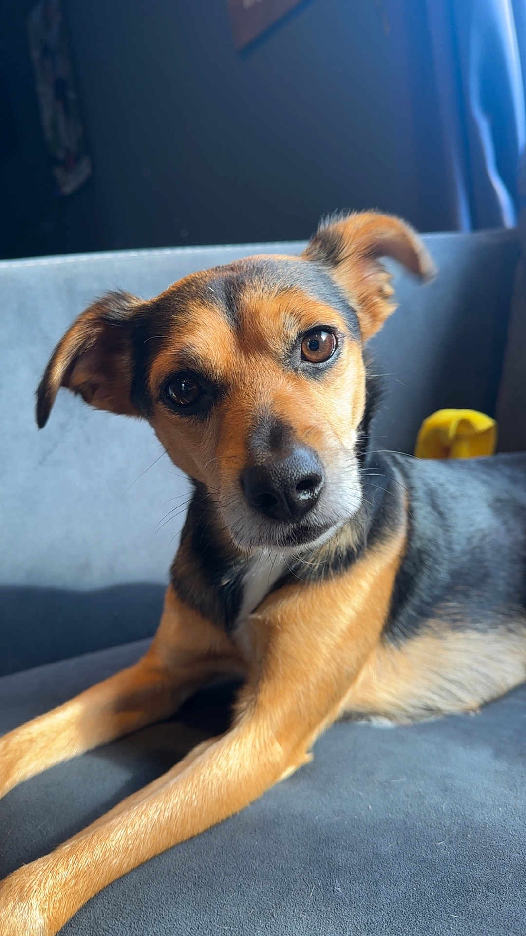 Oogie joined the competition — help win amazing prizes! dog, pet, indoor, couch, brown, black, fur, animal, portrait, relaxed, canine, laying, closeup, ears, eyes, snout, whiskers, domestic, companion, cozy