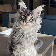 Nox joined the competition — help win amazing prizes! cat, kitten, fluffy, ears, table, indoor, living_room, furniture, curious, pet, animal, cute, fur, whiskers, eyes, domestic_cat, portrait, sitting, young_cat, feline