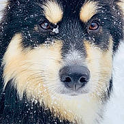 Lux is registered to the contest to win money with this photo: dog, close_up, snow, fur, animal, outdoor, winter, black_fur, white_fur, tan_fur, pet, cute, canine, cold, nature, portrait, fluffy, whiskers, snowflakes, face