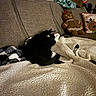 Cash is registered to the contest to win money with this photo: cat, black_and_white_cat, ginger_cat, couch, blanket, plush_toy, gingerbread_man, pillow, home_interior, cozy, sleeping_cat, pet, furniture, indoor, warm_lighting, decor, red_collar, relaxing, animal, soft_texture