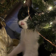 Cash joined the competition — help win amazing prizes! cat, black_and_white, christmas_tree, tree_branch, christmas_lights, curious, pet, indoor, whiskers, close_up, holiday, festive, feline, animal, greenery, decorations, playful, cute, night, soft_light