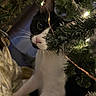 cat, black_and_white, christmas_tree, tree_branch, christmas_lights, curious, pet, indoor, whiskers, close_up, holiday, festive, feline, animal, greenery, decorations, playful, cute, night, soft_light