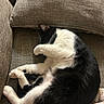 Cash is registered to the contest to win money with this photo: cat, sleeping, black_and_white, paw, couch, pillow, cozy, fur, pet, indoors, resting, curled_up, whiskers, relaxing, feline, home, animal, cute, nap, soft