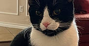 Cash joined the competition — help win amazing prizes! cat, black_and_white, indoor, pet, feline, whiskers, pink_nose, sitting, fur, ears, animal, domestic, cozy, couch, home, portrait, closeup, quiet, relaxed, curious