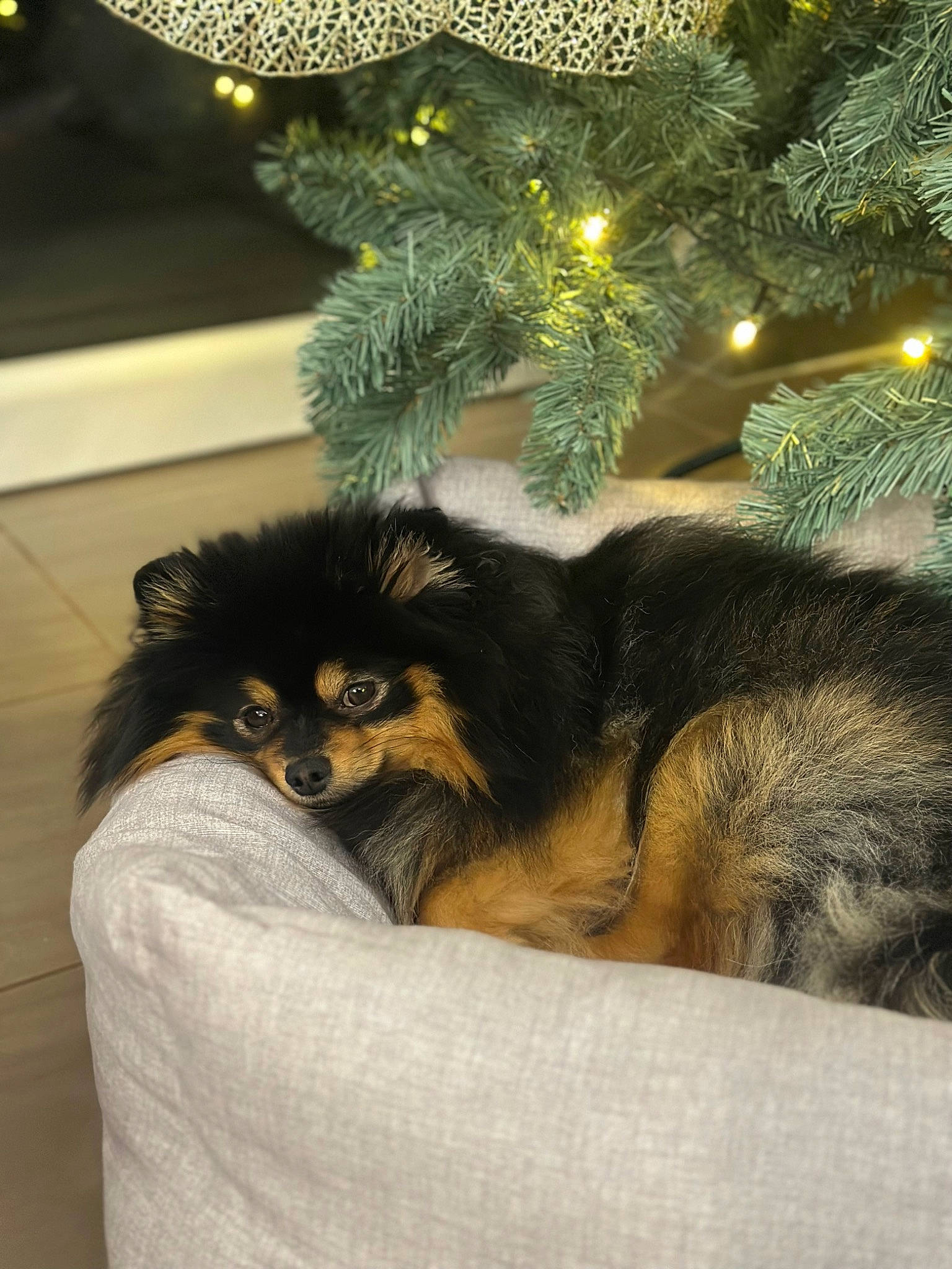 Taiko participe au concours pour gagner de l'argent avec cette photo : canidae, carnivore, christmas_tree, companion_dog, conifer, dog, dog_breed, event, fawn, felidae, fur, holiday, pekingese, plant, room, snout, sporting_group, toy_dog, tree, whiskers