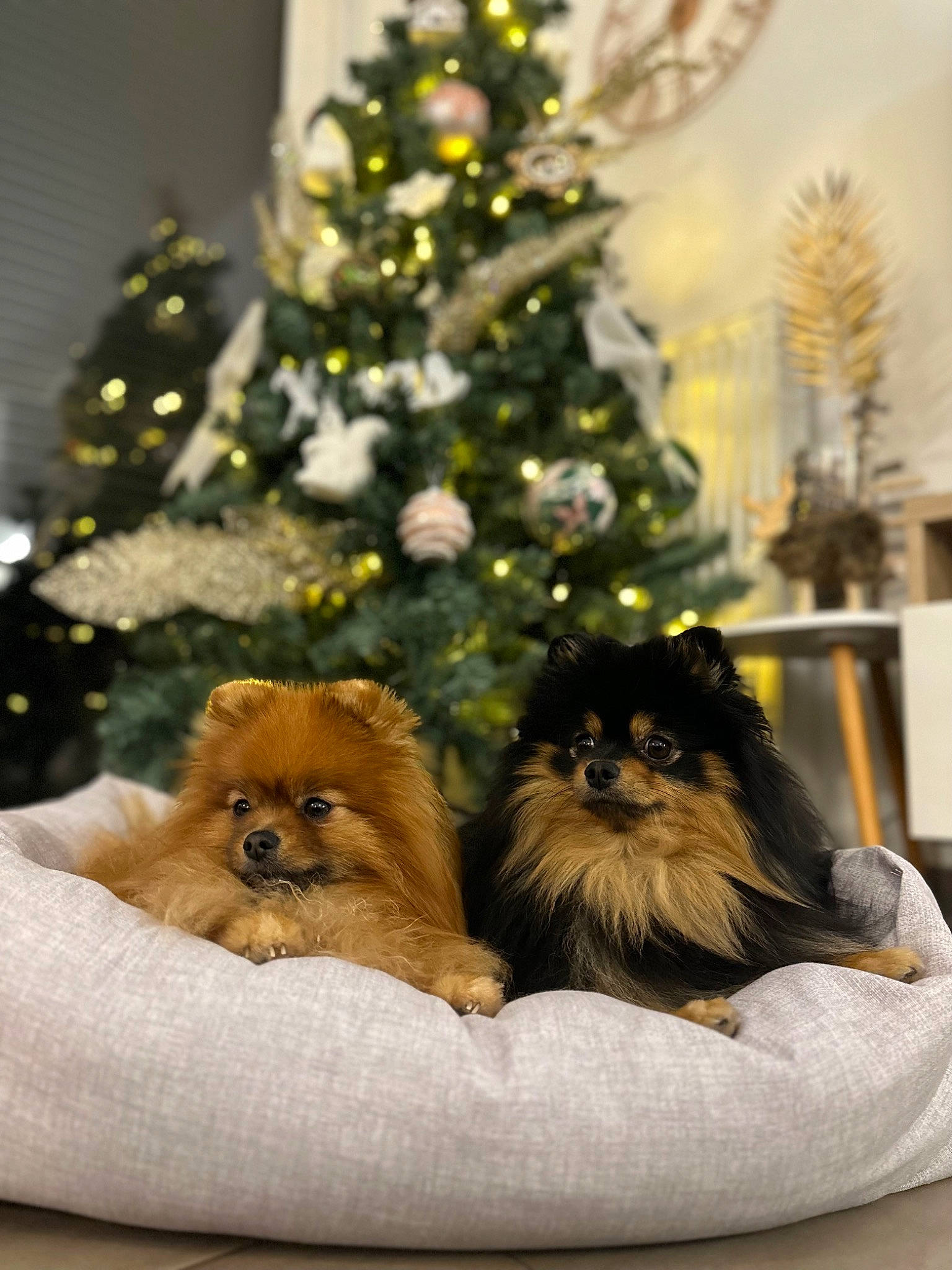 Taiko participe au concours pour gagner de l'argent avec cette photo : canidae, carnivore, christmas_ornament, christmas_tree, companion_dog, conifer, dog_breed, event, evergreen, fawn, fur, german_spitz, german_spitz_mittel, holiday, liver, ornament, plant, spitz, sporting_group, whiskers
