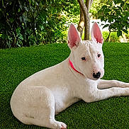 Haukea is registered to the contest to win money with this photo: dog, white_dog, outdoor, grass, greenery, collar, pet, animal, canine, ears, lying_down, nature, sunlight, tree, leafy, cute, relaxed, fur, portrait, garden
