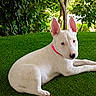 dog, white_dog, outdoor, grass, greenery, collar, pet, animal, canine, ears, lying_down, nature, sunlight, tree, leafy, cute, relaxed, fur, portrait, garden