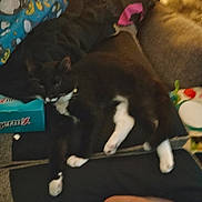 Gir joined the competition — help win amazing prizes! animal, black_and_white, blanket, box, carpet, cat, collar, cozy, cute, domestic, foot, furniture, human, indoor, lying_down, paw, pet, relaxed, resting, soft