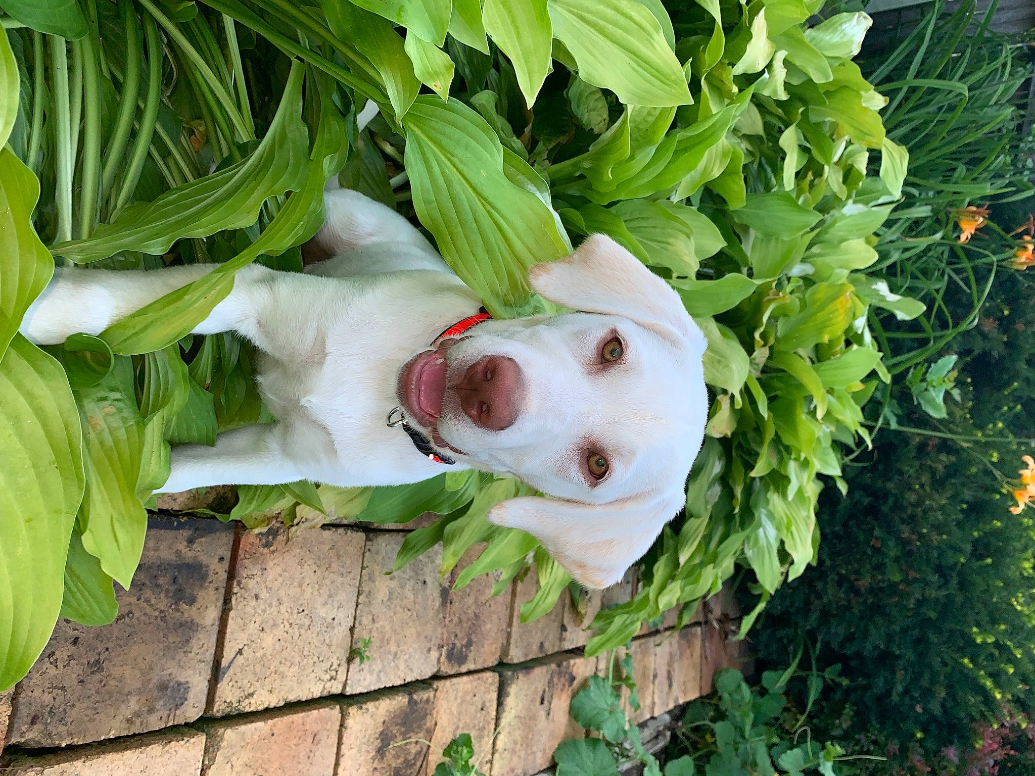 Ivy joined the competition — help win amazing prizes! canidae, fawn, flower, grass, leaf, plant, sporting_group, vegetable