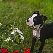Prada is registered to the contest to win money with this photo: anemone, animal, bulldog, canine, daisy, dog, flower, geranium, grass, herbal, herbs, leaf, nature, outdoors, pet, petal, plant, pottedplant, puppy, rose