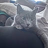cat, gray_cat, pet, animal, portrait, close_up, indoors, living_room, couch, cushion, pillows, window, daylight, lounging, sitting, whiskers, ears, green_eyes, fur, cozy