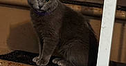 Rosie Waffles is registered to the contest to win money with this photo: cat, gray_cat, pet, animal, feline, sitting, indoors, staircase, wood, brown_background, yellow_eyes, collar, portrait, whiskers, ears, fur, domestic_animal, carpet, ladder, renovation
