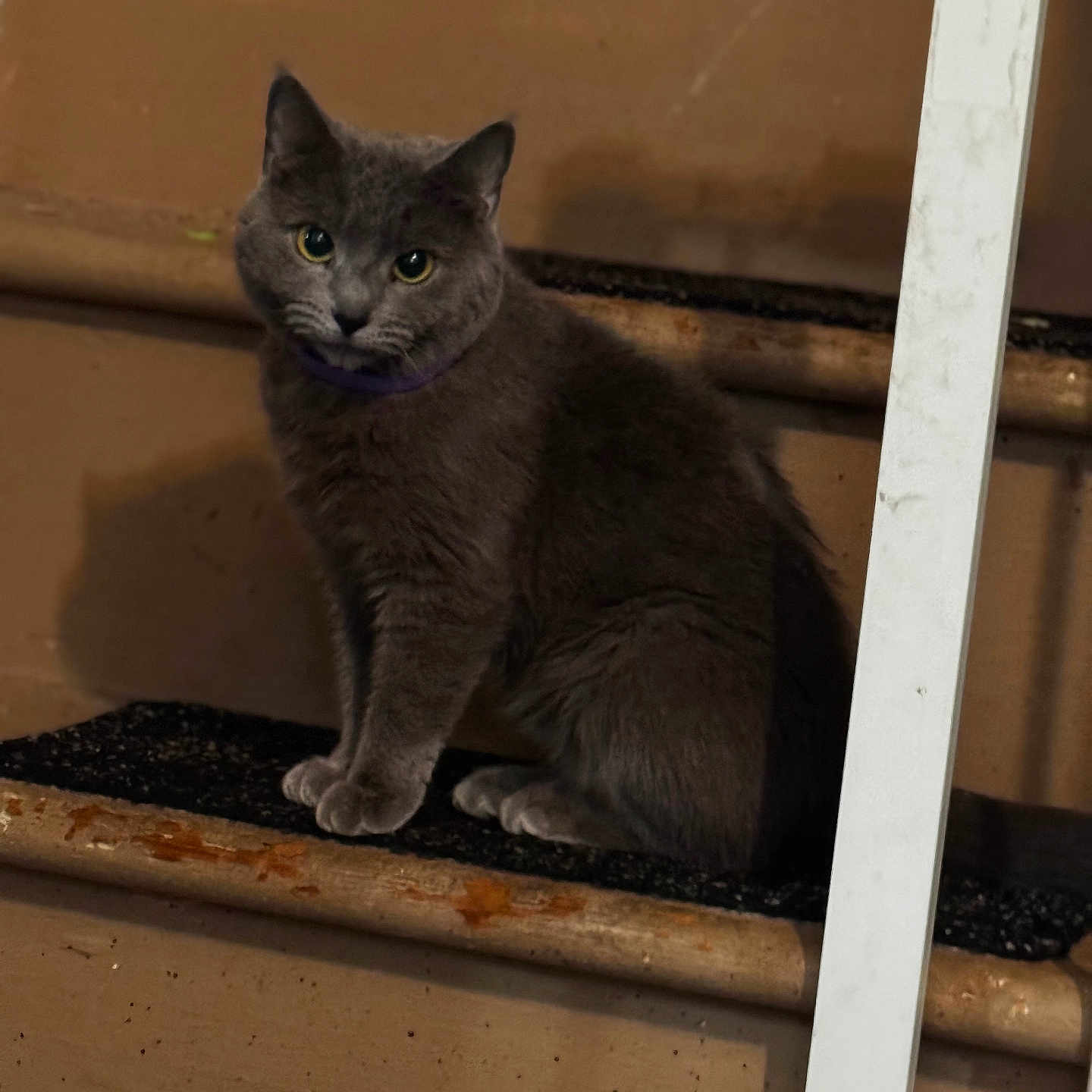 Rosie Waffles is registered to the contest to win money with this photo: cat, gray_cat, pet, animal, feline, sitting, indoors, staircase, wood, brown_background, yellow_eyes, collar, portrait, whiskers, ears, fur, domestic_animal, carpet, ladder, renovation