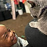 baby, cat, infant, smiling, laughing, face, eyes, whiskers, gray_cat, pet, animal, indoor, close_up, portrait, candid, human, child, lap, purple_collar, home