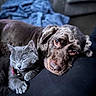 Rosie Waffles is registered to the contest to win money with this photo: cat, dog, pets, animal, cuddle, cuddling, best_friends, gray_cat, brown_dog, sleepy, relaxed, indoors, couch, blanket, collar, bell, closeup, portrait, companions, cute