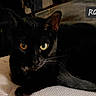 black_cat, cat, pet, animal, indoor, resting, feline, eyes, whiskers, fur, cute, cozy, texture, closeup, laying, sleepy, home, comfort, domestic_cat, portrait