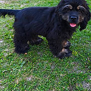 Astro a rejoint le concours — aidez-le/la à gagner de superbes lots ! dog, black_dog, grass, outdoor, pet, animal, canine, playful, tongue_out, happy, fur, standing, nature, friendly, cute, mammal, young_dog, paw, ears, tail
