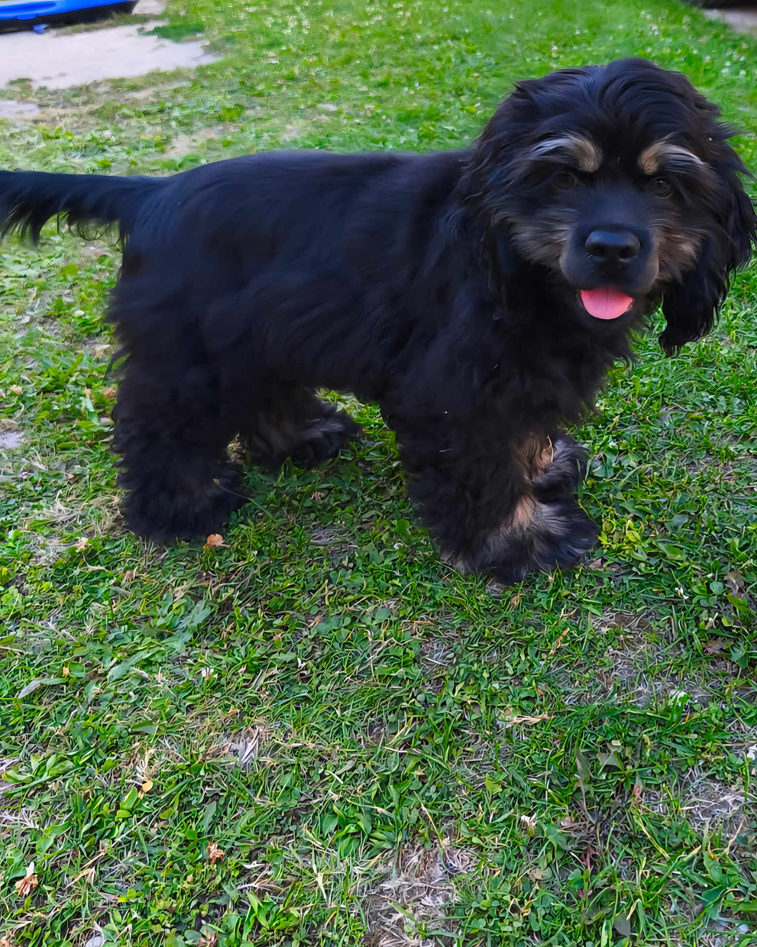 Astro a rejoint le concours — aidez-le/la à gagner de superbes lots ! dog, black_dog, grass, outdoor, pet, animal, canine, playful, tongue_out, happy, fur, standing, nature, friendly, cute, mammal, young_dog, paw, ears, tail