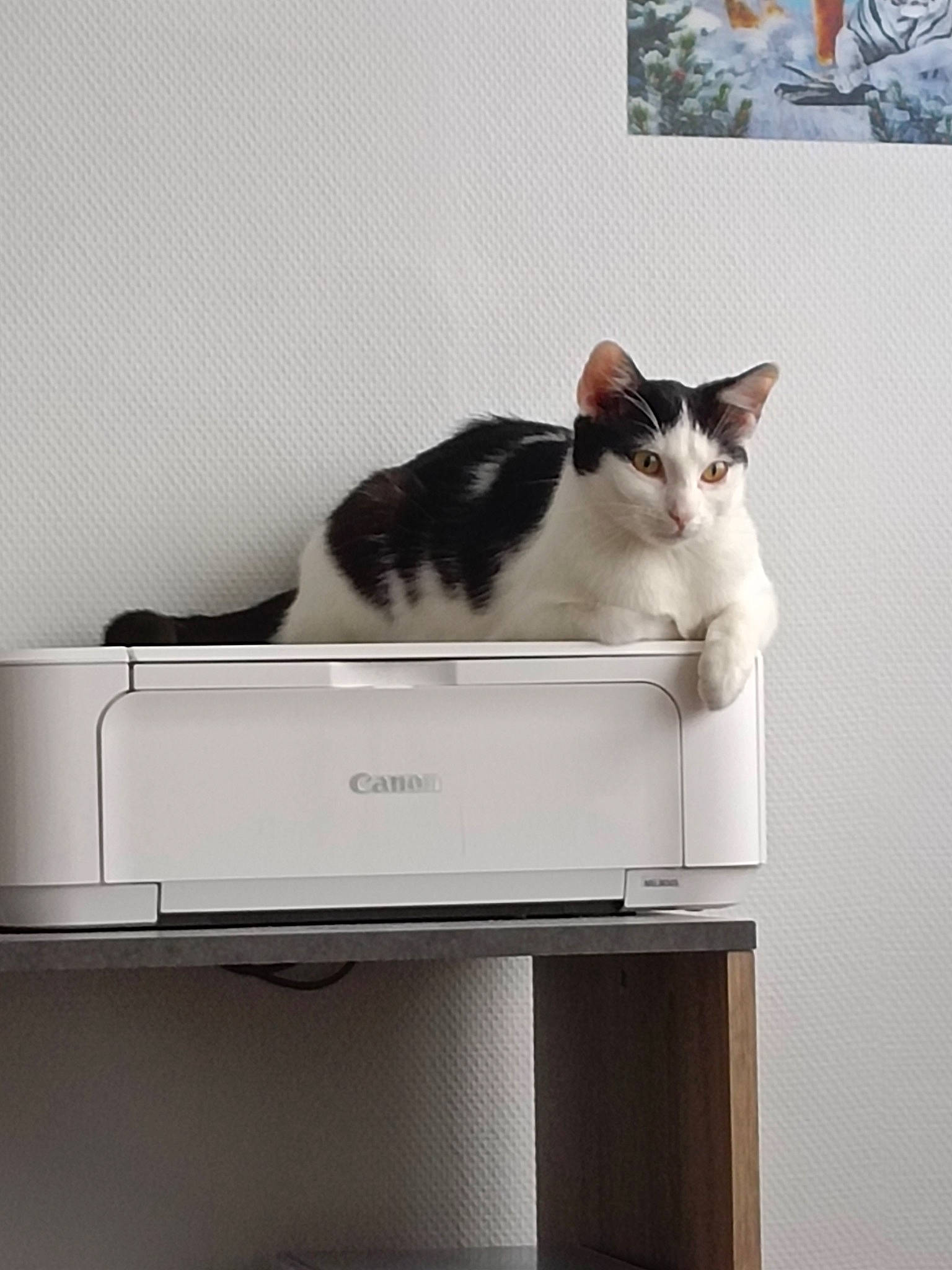 Yang participe au concours pour gagner de l'argent avec cette photo : carnivore, cat, comfort, computer_desk, domestic_short_haired_cat, felidae, grey, mammal, office_equipment, office_supplies, output_device, pet_supply, rectangle, room, shelf, shelving, small_to_medium_sized_cats, tail, vertebrate, whiskers