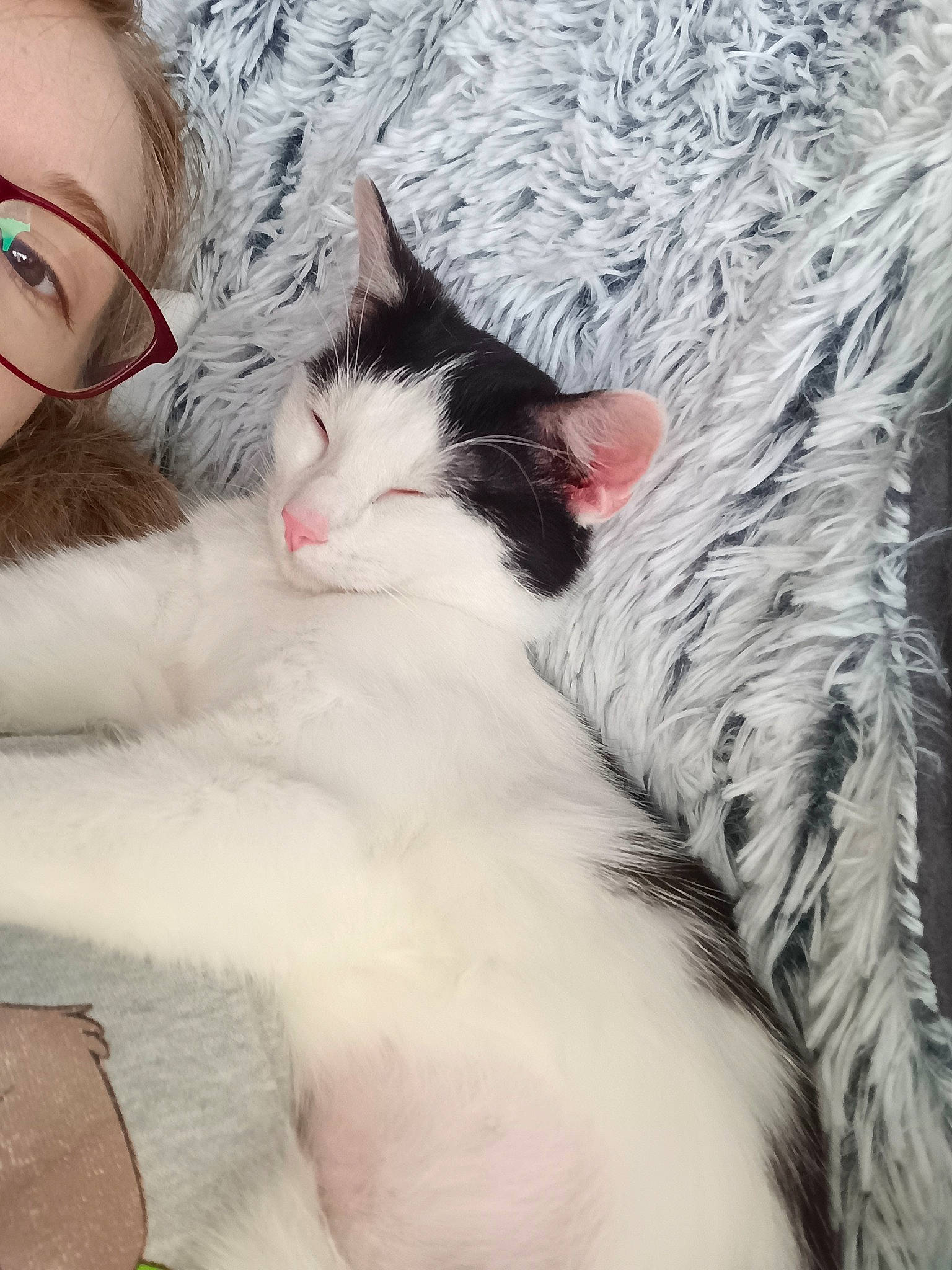 Yang participe au concours pour gagner de l'argent avec cette photo : carnivore, cat, comfort, domestic_short_haired_cat, eyewear, felidae, foot, fur, gesture, grass, happy, lap, leg, love, paw, sitting, small_to_medium_sized_cats, snout, tail, whiskers