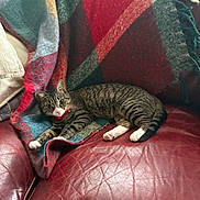 Jenny is registered to the contest to win money with this photo: cat, tabby_cat, red_collar, leather_couch, blanket, fringed_blanket, striped_fur, indoor, relaxed, pet, feline, curious, cozy, resting, domestic_animal, couch, fur, whiskers, paws, home_interior