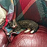 cat, tabby_cat, red_collar, leather_couch, blanket, fringed_blanket, striped_fur, indoor, relaxed, pet, feline, curious, cozy, resting, domestic_animal, couch, fur, whiskers, paws, home_interior