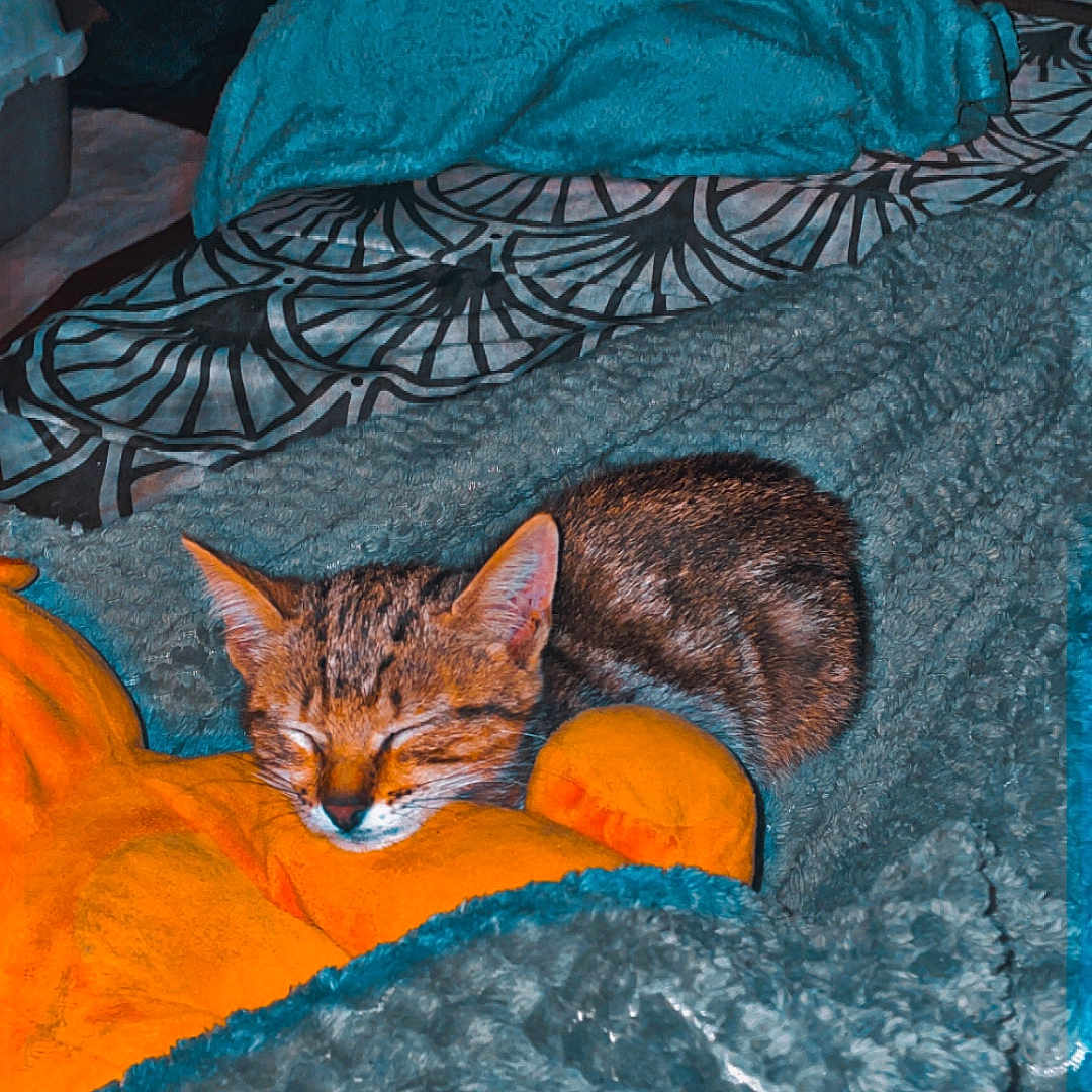 Mimie a rejoint le concours — aidez-le/la à gagner de superbes lots ! animal, bedroom, blanket, cat, comfort, cozy, cute, domestic_cat, furry, indoor, kitten, nap, peaceful, pet, plush_toy, resting, sleeping, soft_texture, tabby, warm