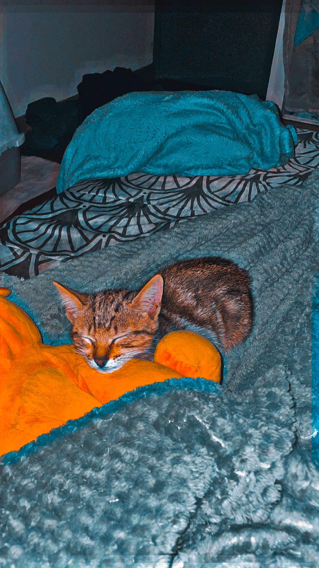 Mimie a rejoint le concours — aidez-le/la à gagner de superbes lots ! kitten, cat, sleeping, blanket, plush_toy, cozy, indoor, tabby, resting, soft_texture, bedroom, comfort, animal, cute, furry, pet, domestic_cat, peaceful, nap, warm