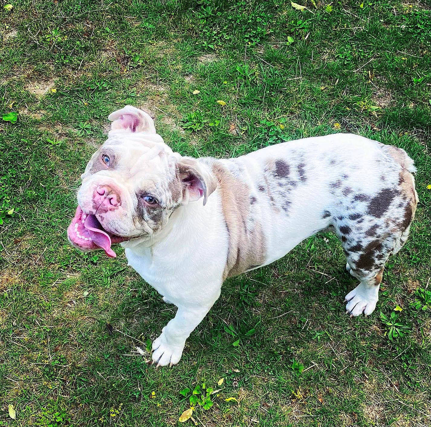 Kane is registered to the contest to win money with this photo: boxer, bulldog, canidae, carnivore, collar, companion_dog, dog, dog_breed, dog_collar, dogo_guatemalteco, fawn, grass, molosser, olde_english_bulldogge, sporting_group, tail, terrestrial_animal, white_english_bulldog, working_animal, working_dog