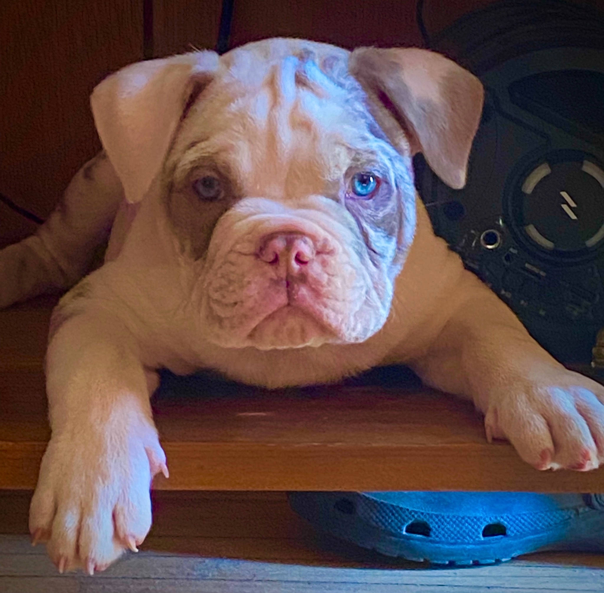 Kane joined the competition — help win amazing prizes! bulldog, canidae, carnivore, companion_dog, dog, dog_breed, fawn, flooring, fur, liver, molosser, snout, sporting_group, terrestrial_animal, toy, whiskers, white_english_bulldog, wood, working_animal, wrinkle