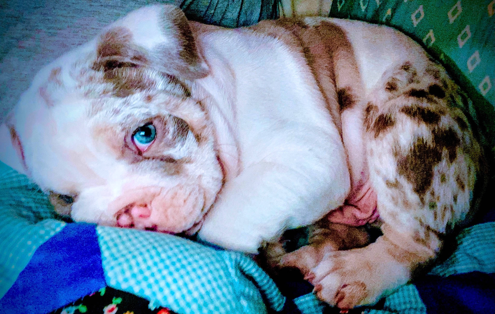 Kane joined the competition — help win amazing prizes! canidae, carnivore, comfort, companion_dog, dog, dog_breed, ear, fawn, flesh, fur, happy, liver, non_sporting_group, pattern, snout, sporting_group, terrestrial_animal, whiskers, working_animal, wrinkle