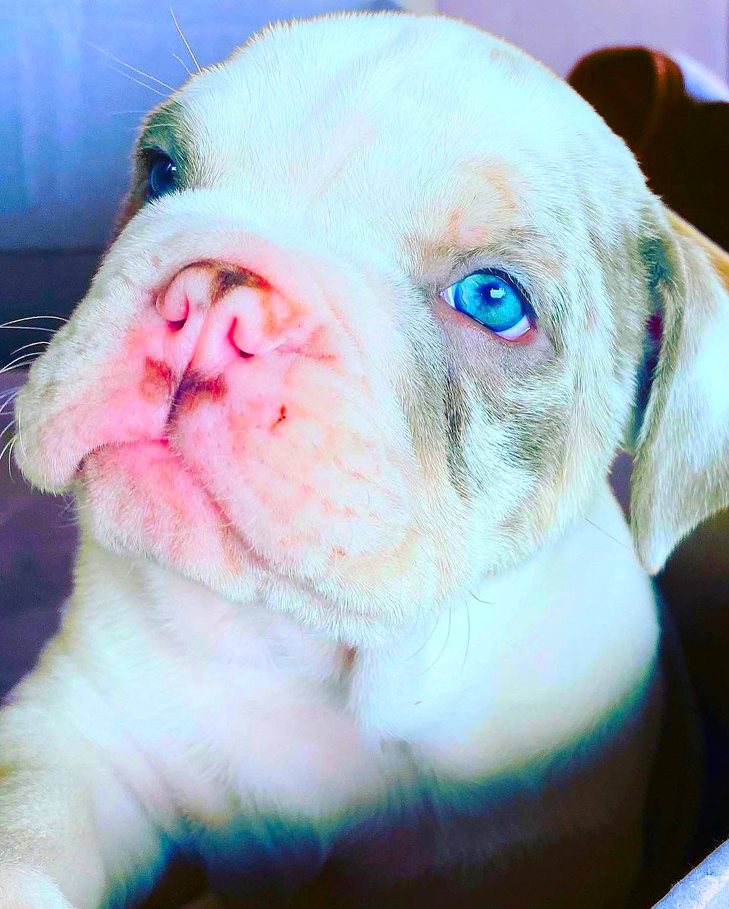 Kane joined the competition — help win amazing prizes! canidae, carnivore, close_up, collar, companion_dog, dog, dog_breed, dog_collar, ear, fawn, liver, nose, pet_supply, pink, snout, sporting_group, terrestrial_animal, whiskers, working_animal, wrinkle