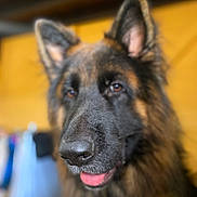 Ti Punch participe au concours pour gagner de l'argent avec cette photo : dog, german_shepherd, long_hair, fluffy, black_and_brown, portrait, close_up, face, muzzle, nose, eyes, ears, tongue, open_mouth, happy, indoor, warm_lighting, blurred_background, pet, animal