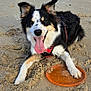 Volt participe au concours pour gagner de l'argent avec cette photo : animal, beach, black_and_white, canine, collar, daytime, dog, frisbee, fur, happy, nature, outdoor, paw, pet, playful, recreation, relaxing, sand, summer, tongue_out