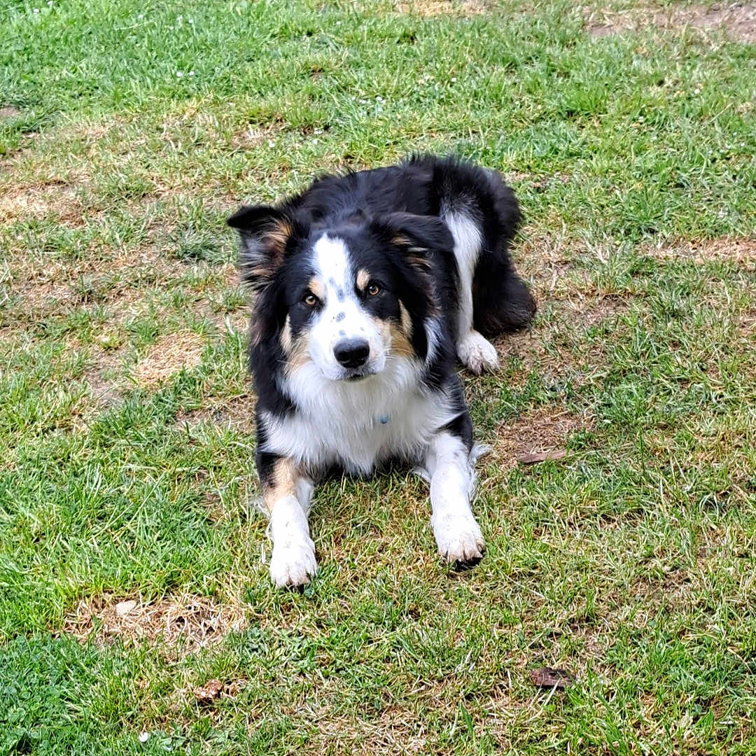 Volt a rejoint le concours — aidez-le/la à gagner de superbes lots ! alert, animal, black_and_white, border_collie, canine, daylight, dog, domestic_animal, ears, eyes, fur, grass, ground, looking, lying_down, mammal, nature, outdoor, park, pet