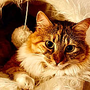 Mia joined the competition — help win amazing prizes! cat, tabby, fluffy, fur, pet, cozy, bed, indoor, animal, mammal, cute, whiskers, ears, face, looking, closeup, comfortable, relaxed, feline, home