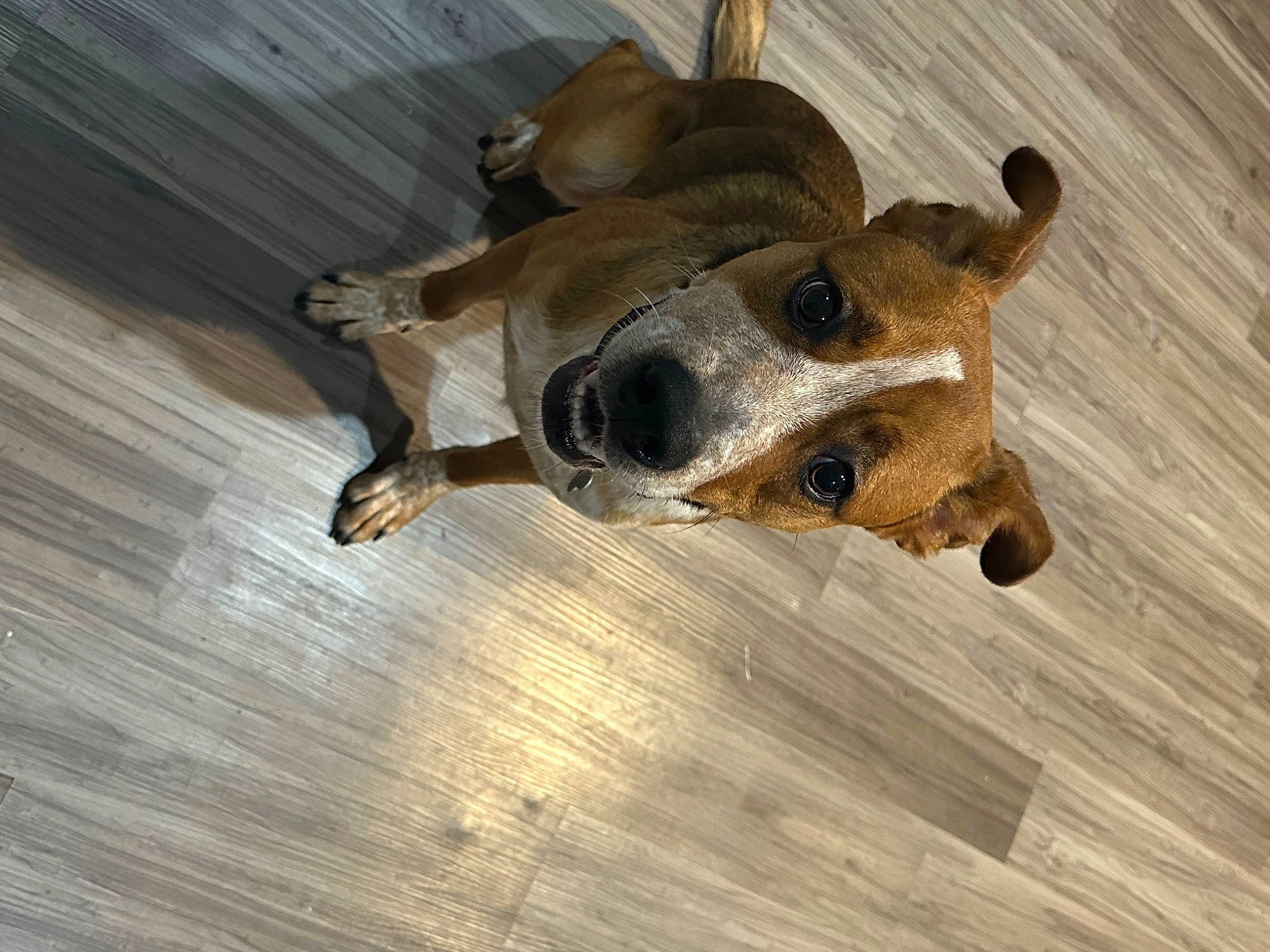 Banjo is registered to the contest to win money with this photo: bone, carnivore, companion_dog, dog, dog_breed, fawn, flooring, hardwood, laminate_flooring, metal, plank, plywood, snout, sporting_group, terrestrial_animal, varnish, wood, wood_flooring, wood_stain, working_animal