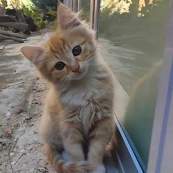 Oscar