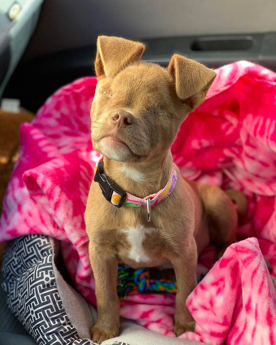 Ange participe au concours pour gagner de l'argent avec cette photo : canidae, carnivore, collar, comfort, companion_dog, dog, dog_breed, dog_collar, dog_supply, ear, fawn, fur, glasses, liver, magenta, pet_supply, pink, snout, sporting_group, working_animal