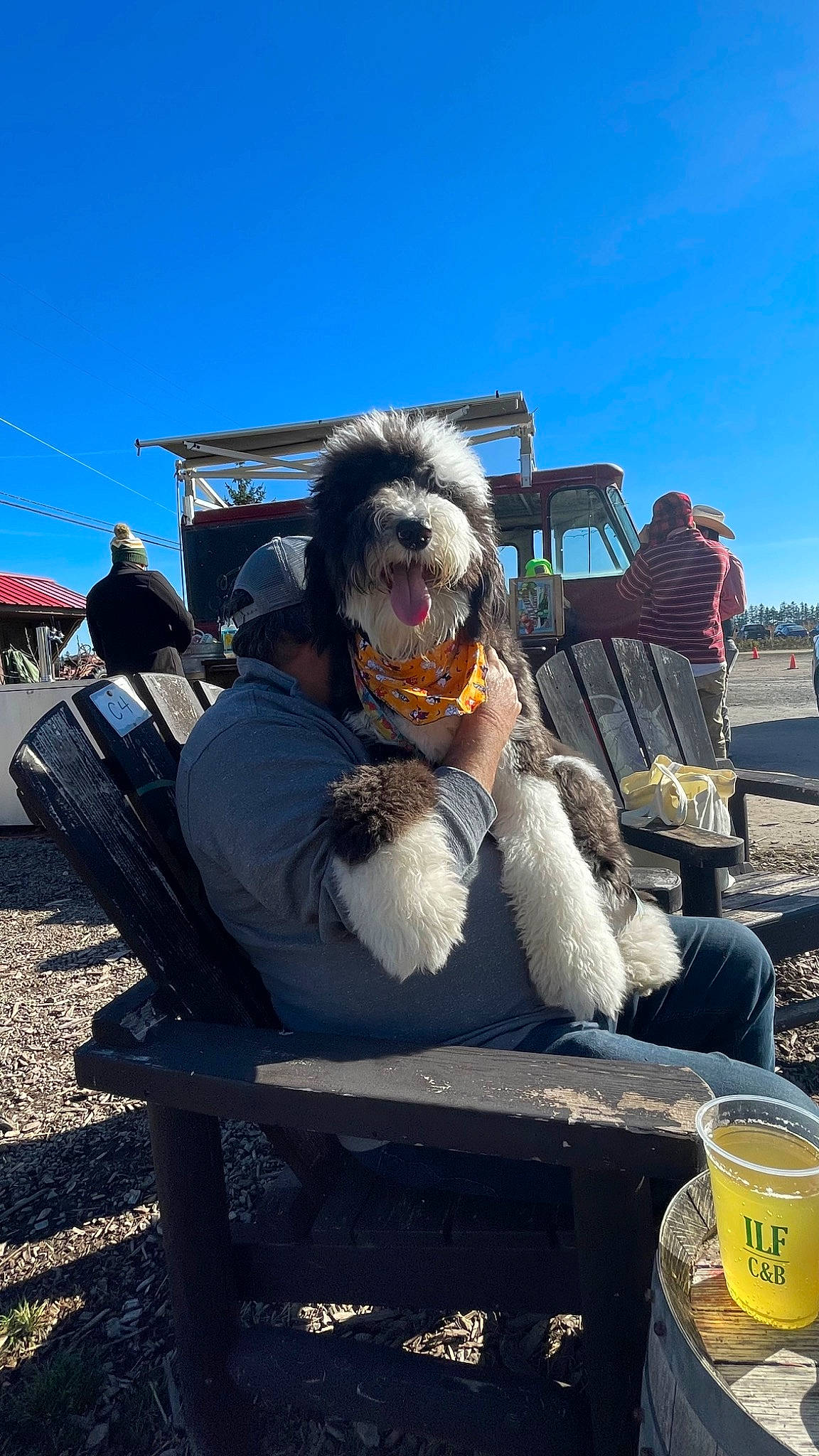 Ripley is registered to the contest to win money with this photo: automotive_tire, companion_dog, dog_breed, event, eyewear, fun, fur, hat, landscape, leisure, motor_vehicle, outdoor_furniture, public_event, recreation, sitting, sky, sunglasses, tourism, travel, winter
