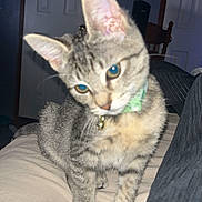 Michi is registered to the contest to win money with this photo: animal, bed, bell, cat, collar, curious, cute, domestic, ears, feline, fur, furniture, household, indoor, kitten, pet, portrait, tabby, whiskers, young