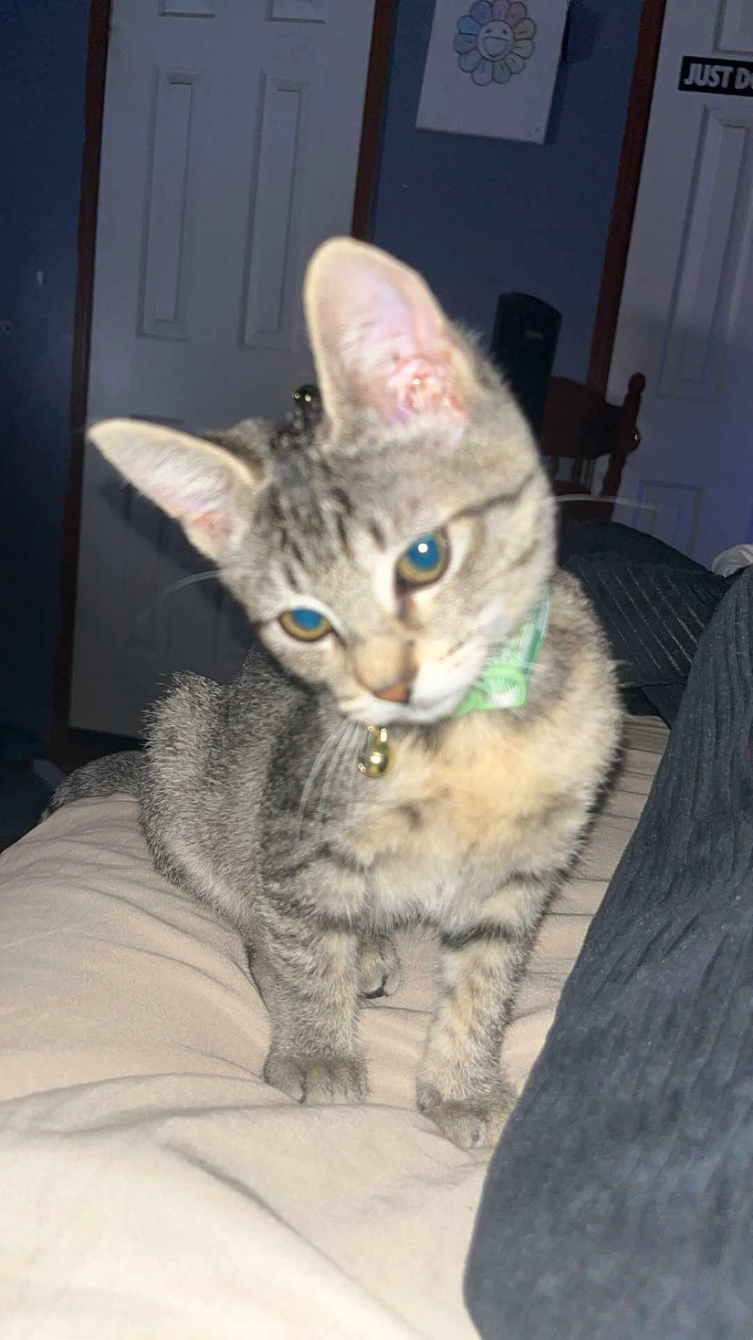 Michi is registered to the contest to win money with this photo: animal, bed, bell, cat, collar, curious, cute, domestic, ears, feline, fur, furniture, household, indoor, kitten, pet, portrait, tabby, whiskers, young