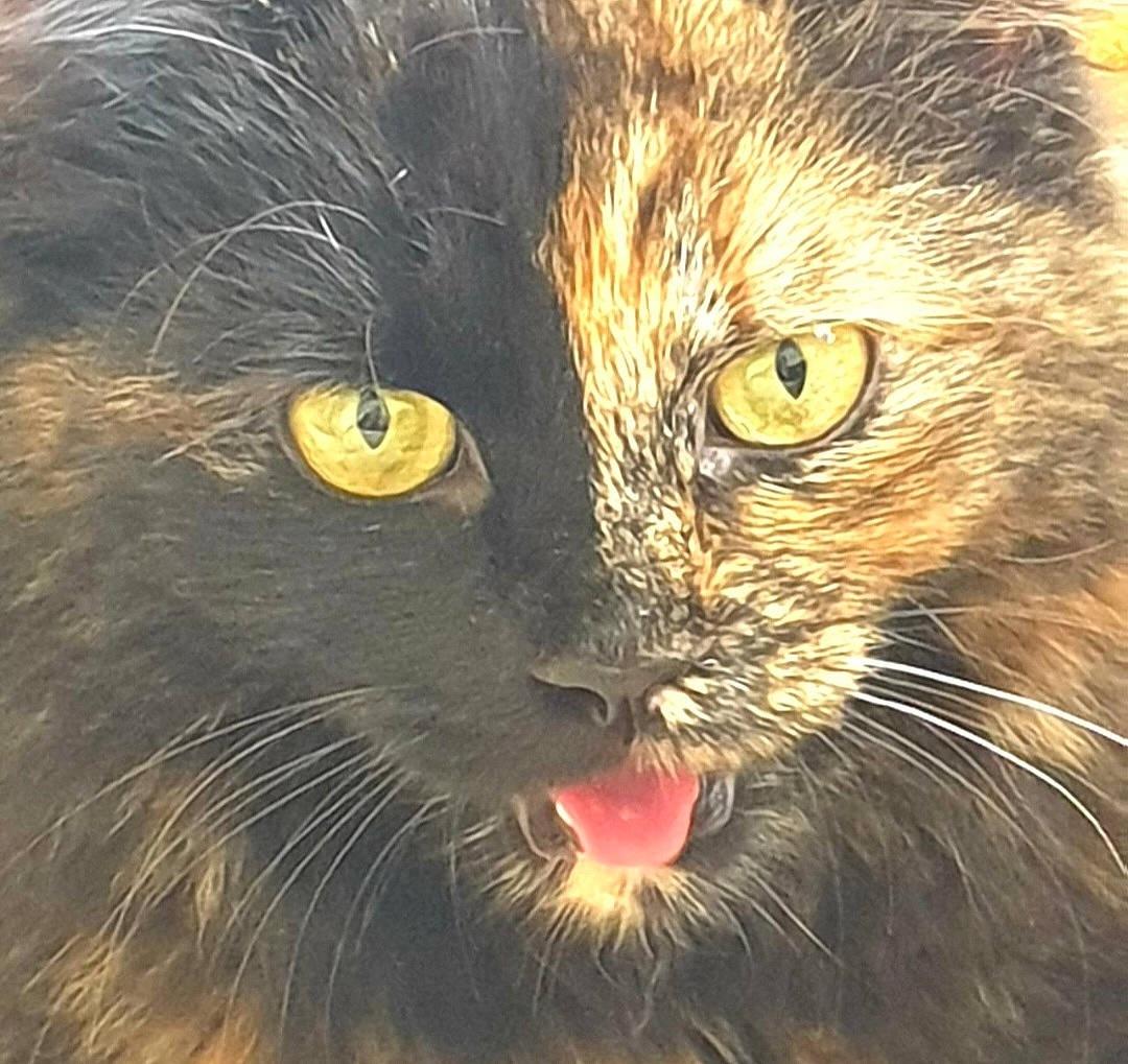 Tekila participe au concours pour gagner de l'argent avec cette photo : bombay, carnivore, cat, close_up, domestic_short_haired_cat, eye, fang, felidae, fur, hair, iris, mammal, organism, small_to_medium_sized_cats, snout, terrestrial_animal, vertebrate, whiskers, wildlife, window