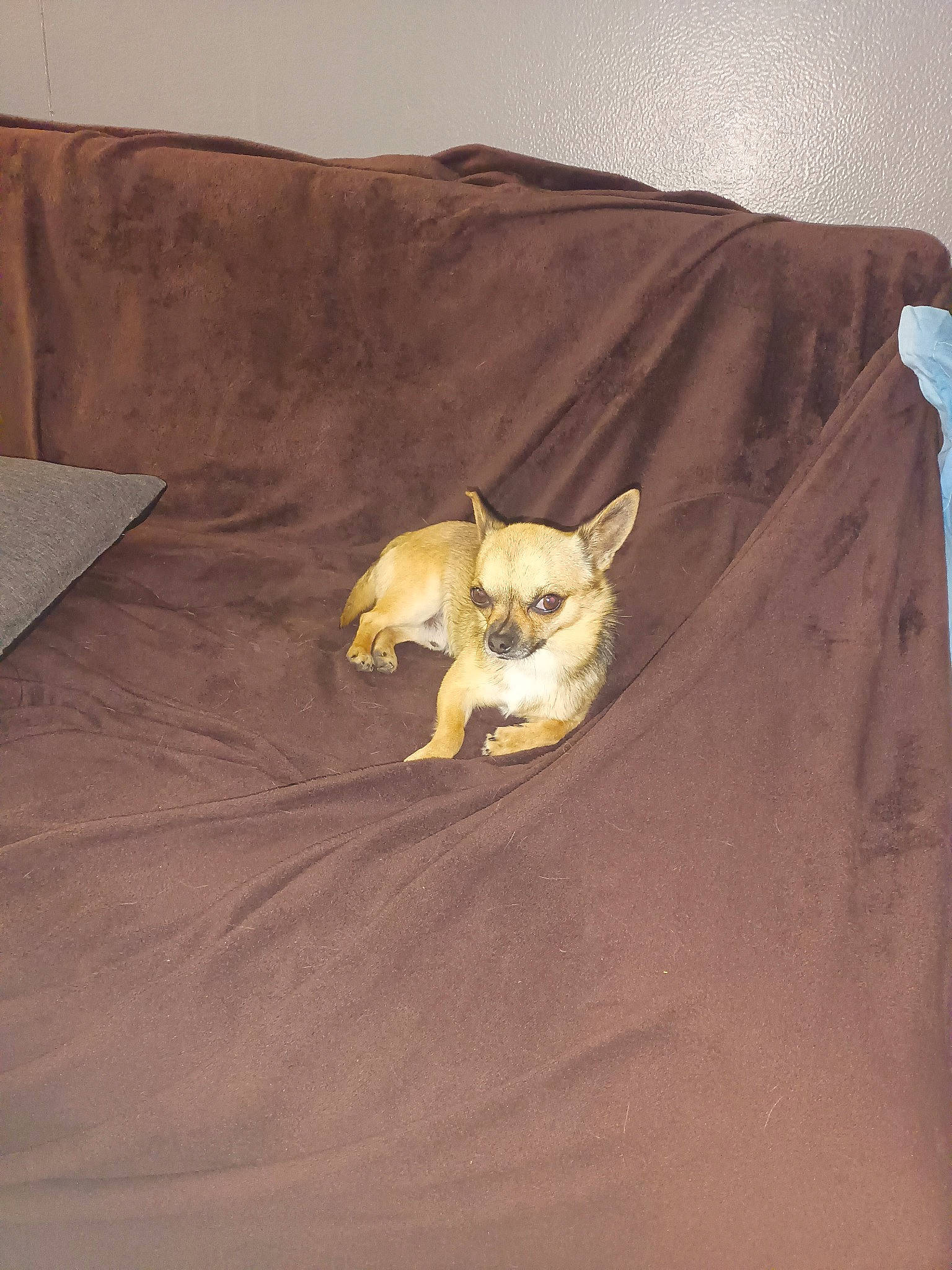 Locky a rejoint le concours — aidez-le/la à gagner de superbes lots ! bedding, carnivore, comfort, companion_dog, dog, dog_breed, dog_supply, fawn, felidae, flooring, grey, linens, sleeve, small_to_medium_sized_cats, snout, tail, toy_dog, whiskers, wood, working_animal