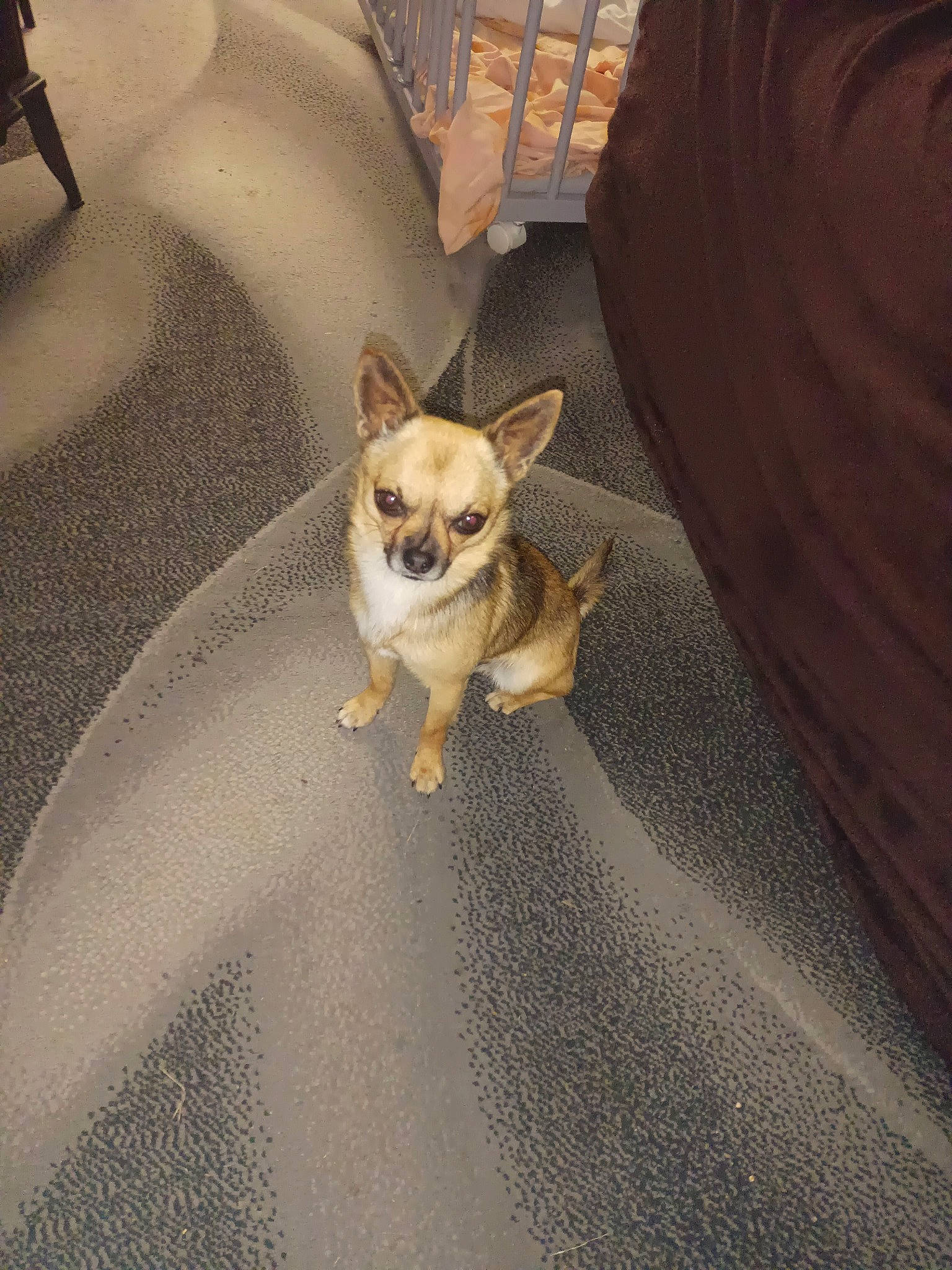 Locky participe au concours pour gagner de l'argent avec cette photo : asphalt, carnivore, chihuahua, companion_dog, dog, dog_breed, dog_supply, eyewear, fawn, floor, flooring, road, road_surface, snout, sporting_group, tail, toy_dog, whiskers, wood, working_animal